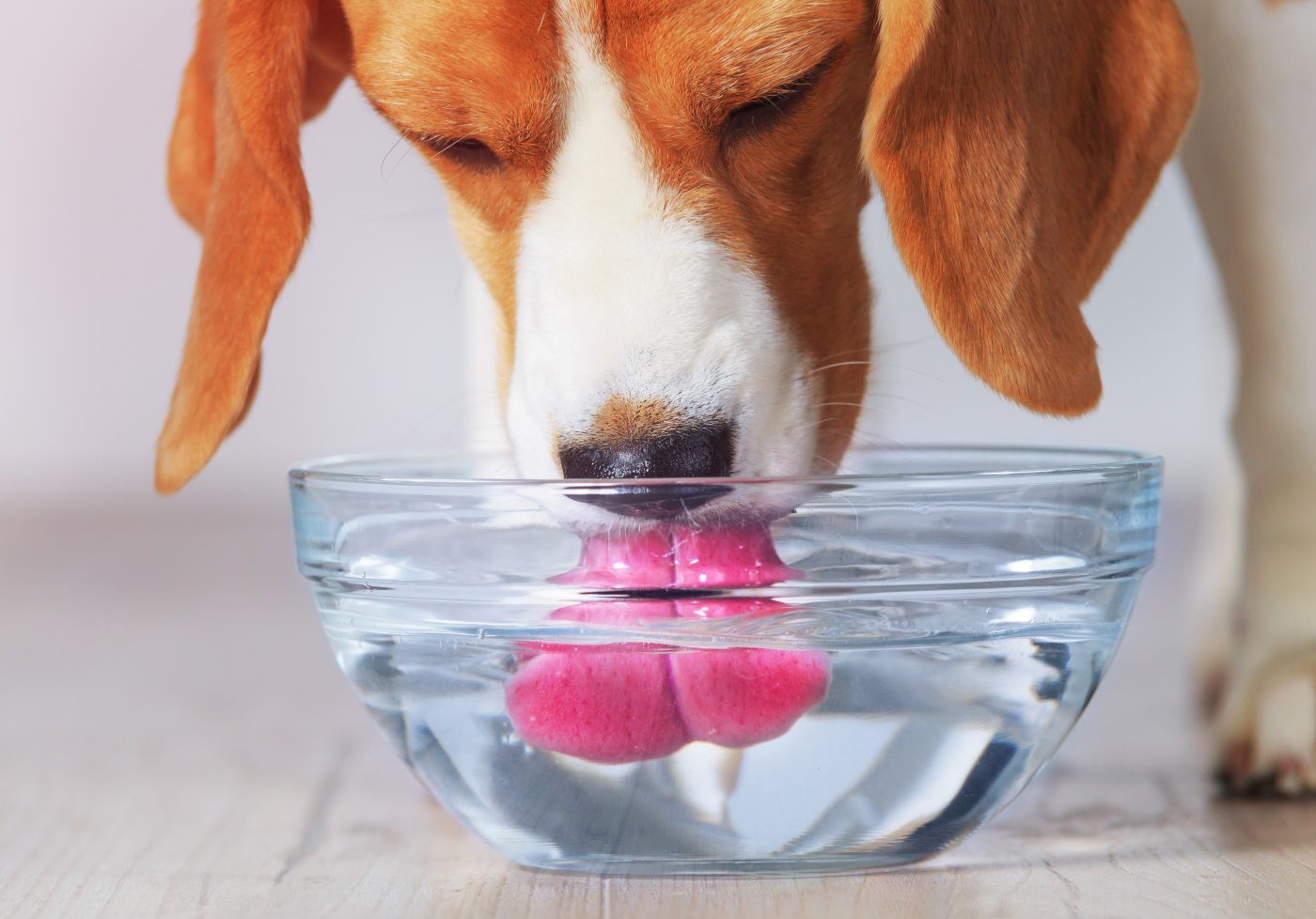 Carry Trein Negen Belang van water drinken bij honden