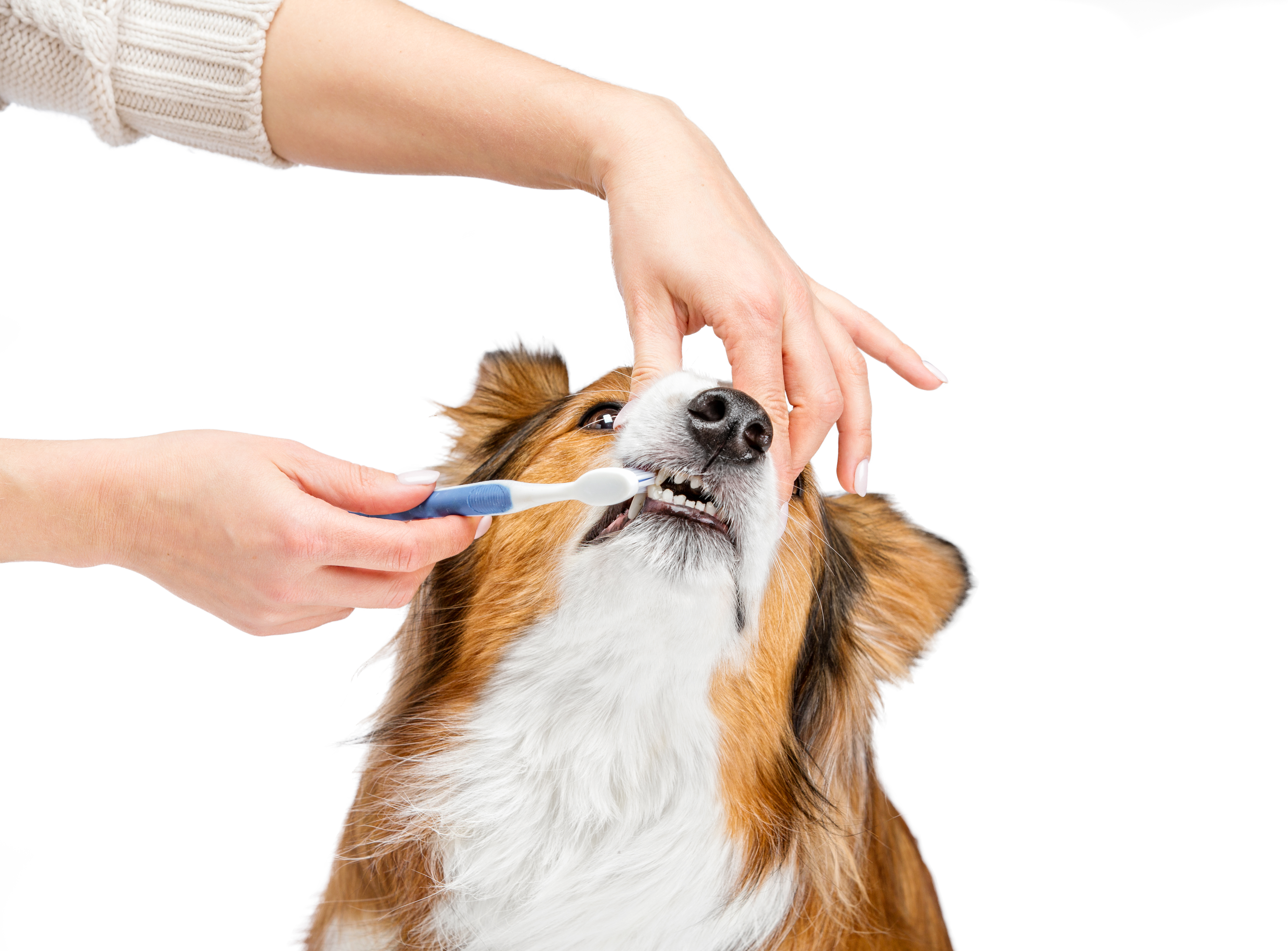 healthy snouts toothbrush