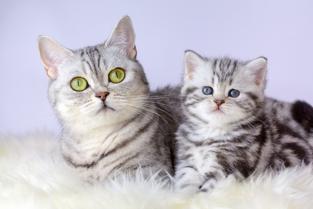 redden inval Presentator Dit is het ideale gewicht van kittens en katten | Fokker Petfood